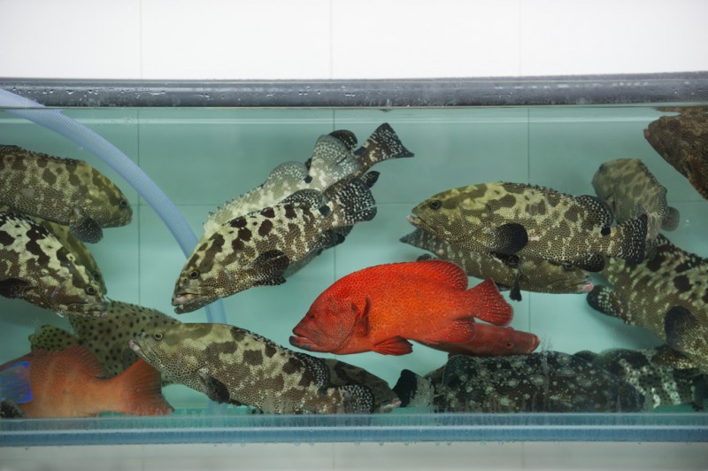 Asia, fishtank, HK, Hong Kong, Lei Yue Mun, SAR,0553-0042